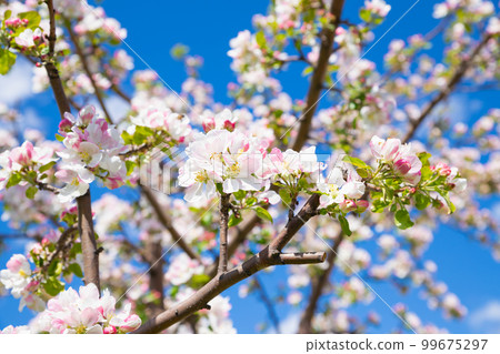 Blossom apple tree. White pink flowers of apple tree on blue sky. Flowers a lot. Selective focus, close-up 99675297