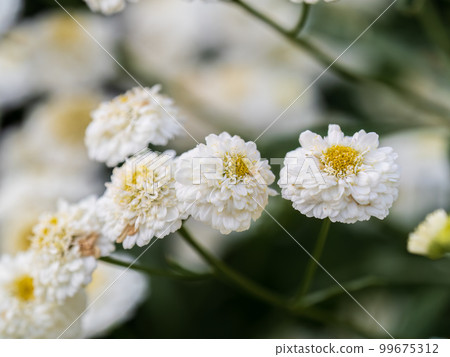 Colourful Feverfew Flowers, Tanacetum parthenium Colourful Feverfew Flowers, Tanacetum parthenium 99675312