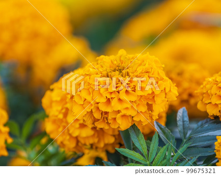 Yellow Zinnia flowers. Flowers zinnia elegans. Color nature background. Yellow Zinnia flowers. Flowers zinnia elegans. Color nature background. 99675321