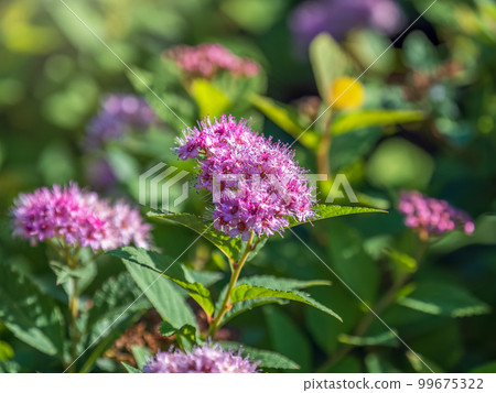 Flowers of Spiraea japonica double play pink, the Japanese meadowsweet, Japanese spiraea or Korean spiraea. It is a plant in the family Rosaceae. 99675322
