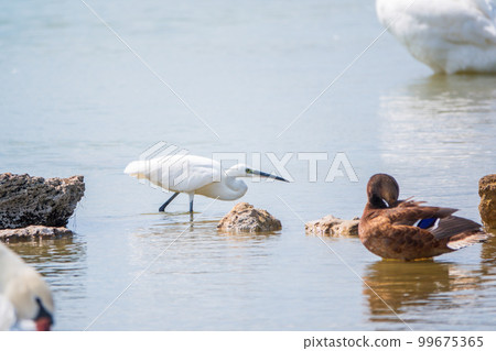 The small white heron or Little egret stands in the lake The small white heron or Little egret stands in the lake 99675365
