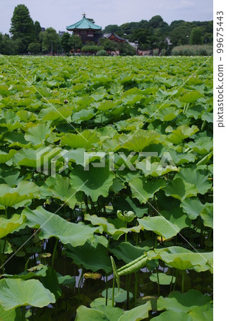 At the end of the rainy season, lotus leaves and buds grow at Ueno Shinobazu Pond 4 At the end of the rainy season, lotus leaves and buds grow at Ueno Shinobazu Pond 4 99675443