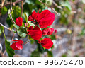 Summer flowers bougainvillea on the brick wall. 99675470