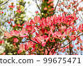 Dogwood tree flowers blooming in the spring 99675471