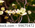 Dogwood flowers in spring. Beautiful white Dogwood blossoms up close. Delicate natural beauty outdoors. Decorative flower bush in springtime. 99675472