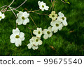 Dogwood flowers in spring. Beautiful white Dogwood blossoms up close. Delicate natural beauty outdoors. Decorative flower bush in springtime. 99675540