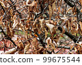Colorful autumn fallen leaves on brown forest soil background 99675544