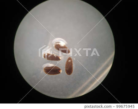 種子發芽前的顯微照片 99675945