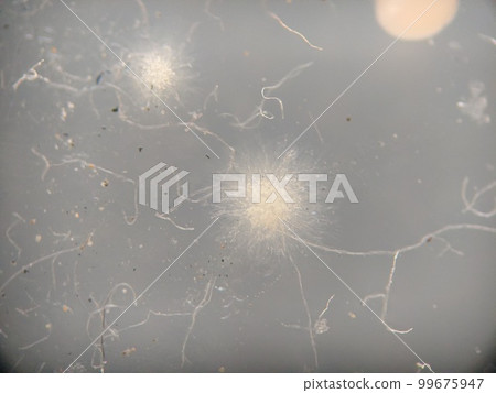 黴菌孢子生長的地方 99675947