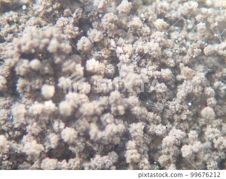 Aspergillus niger with large spores visible 99676212