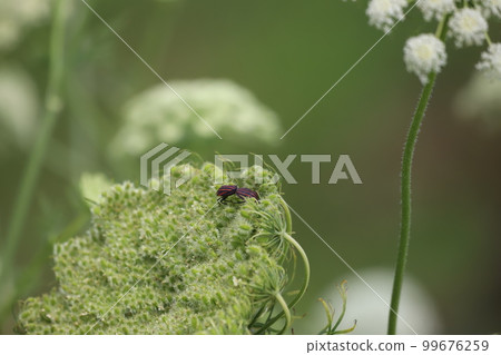 Mating of bugs 99676259