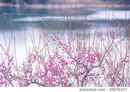 愛知縣赤塔市佐武里池畔的紅梅 愛知縣赤塔市佐武里池畔的紅梅 99676327