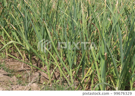 green colored garlic farm for harvest green colored garlic farm for harvest 99676329