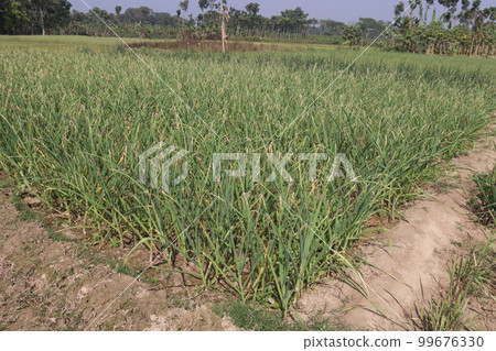 green colored garlic farm for harvest green colored garlic farm for harvest 99676330