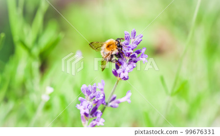 Working bee on lavender flower in summer garden. Natural green background Working bee on lavender flower in summer garden. Natural green background 99676331