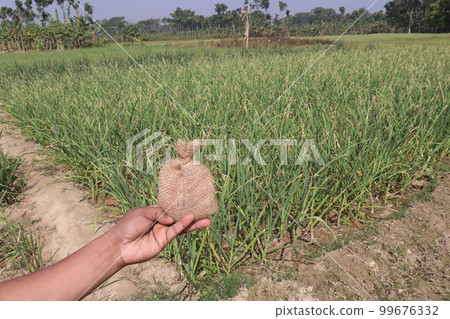 money bag on hand with garlic farm money bag on hand with garlic farm 99676332
