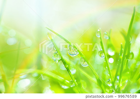 Water drops on the grass 99676589
