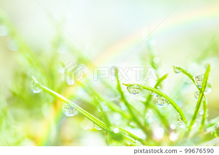 Water drops on the grass 99676590