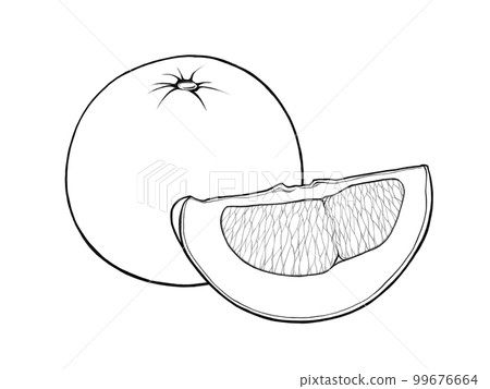 Banpeiyu (whole and cut into wedges) illustration material (line drawing) 99676664