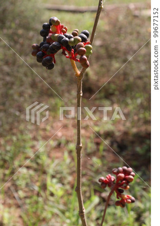 ripe sarpagandha fruit on tree 99677152