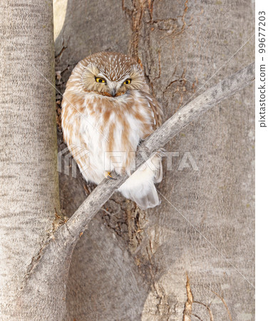 Northern Saw-whet Owl standing on a tree branch, Quebec, Canada Northern Saw-whet Owl standing on a tree branch, Quebec, Canada 99677203