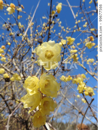 flower of wintersweet 99677566