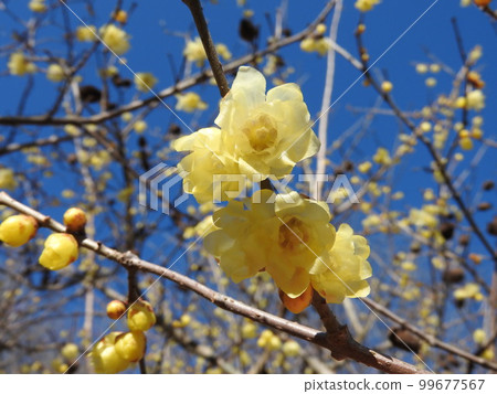 flower of wintersweet 99677567
