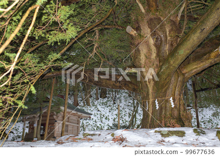 Kaya hand-planted by Jikaku Daishi, a natural monument of Akita Prefecture Kaya hand-planted by Jikaku Daishi, a natural monument of Akita Prefecture 99677636