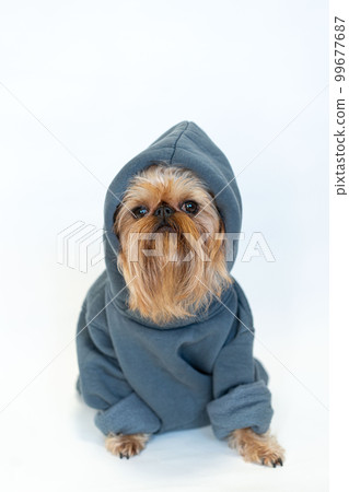 Fancy red dog with a beard of the Brussels Griffon breed in a gray hoodie, isolated on white 99677687