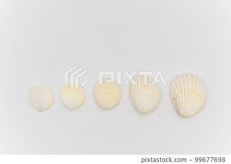 Isolated shells with white Background. 99677698