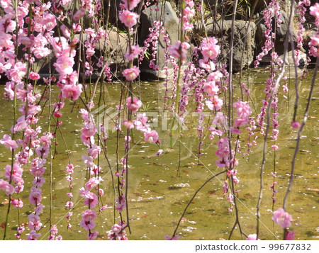 Plum blossoms in Okurayama Park, Yokohama City, Kanagawa Prefecture Plum blossoms in Okurayama Park, Yokohama City, Kanagawa Prefecture 99677832