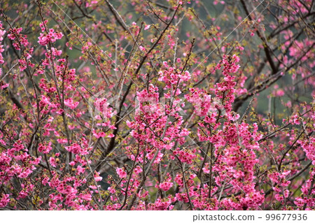 Scarlet cold cherry blossoms Scarlet cold cherry blossoms 99677936