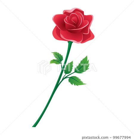 Vector illustration of a blooming red rose. 99677994