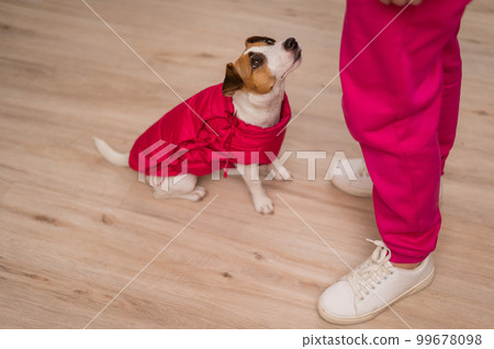Jack Russell Terrier dog dressed in a pink jacket at the feet of the hostess in the apartment. Jack Russell Terrier dog dressed in a pink jacket at the feet of the hostess in the apartment. 99678098