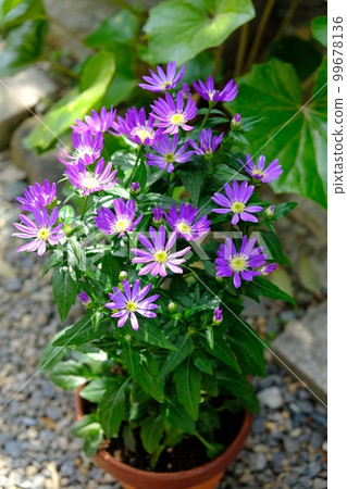 Forgetting the city in a potted plant-Edo purple Forgetting the city in a potted plant-Edo purple 99678136
