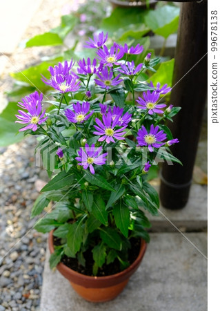 Forgetting the city in a potted plant-Edo purple 99678138