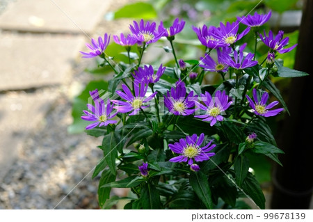 Miyako Forgetful Flower-Edo Murasaki 99678139