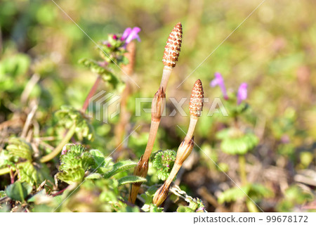 Tsukushi Early spring image Early spring scenery Early spring spring field 99678172