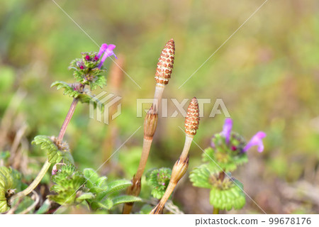 Tsukushi Early spring image Early spring scenery Early spring spring field 99678176
