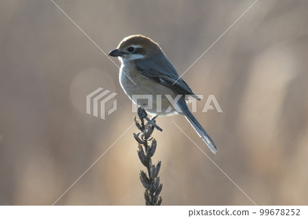 冬天的多摩川伯勞♀️ 99678252