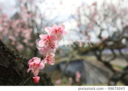 Pink plum blossoms blooming from a small branch Pink plum blossoms blooming from a small branch 99678843