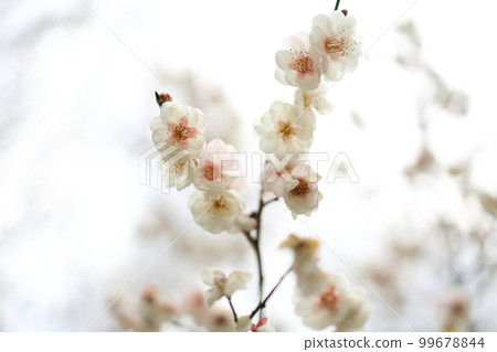 White plum blossoms in full bloom on branches that stretch toward the sky White plum blossoms in full bloom on branches that stretch toward the sky 99678844
