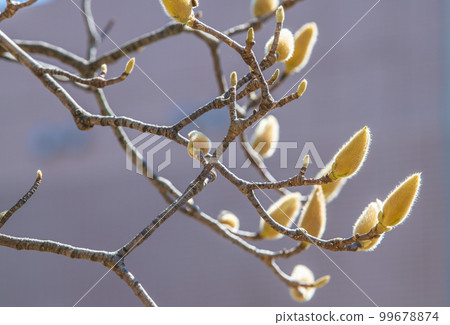 Yokohama cityscape in Japan White magnolia waiting for spring. Image of a noble heart, love of nature, etc. = Yokohama City 99678874