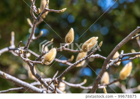 Yokohama cityscape in Japan White magnolia waiting for spring. Image of a noble heart, love of nature, etc. = Yokohama City 99678875