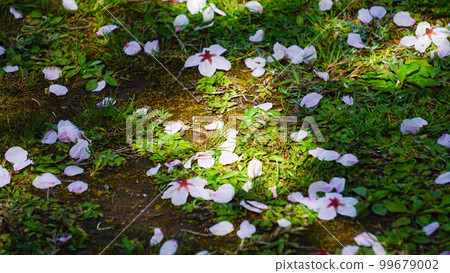 Green ground with falling cherry blossom petals 99679002