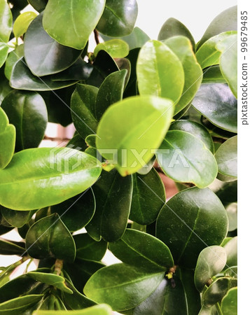 A close-up photo of the green leaves of the banyan tree A close-up photo of the green leaves of the banyan tree 99679485