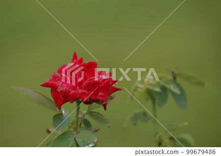 荒尾市少女公民花壇玫瑰花, 荒尾市少女公民花壇玫瑰花, 99679486