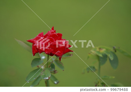 Arao City Ominous Citizen Flower Bed Rose Flower, Arao City Ominous Citizen Flower Bed Rose Flower, 99679488