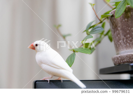 Male white sparrow and foliage plants 99679631
