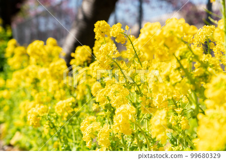 [Kanagawa Prefecture] Spring image Rape blossoms in full bloom 99680329